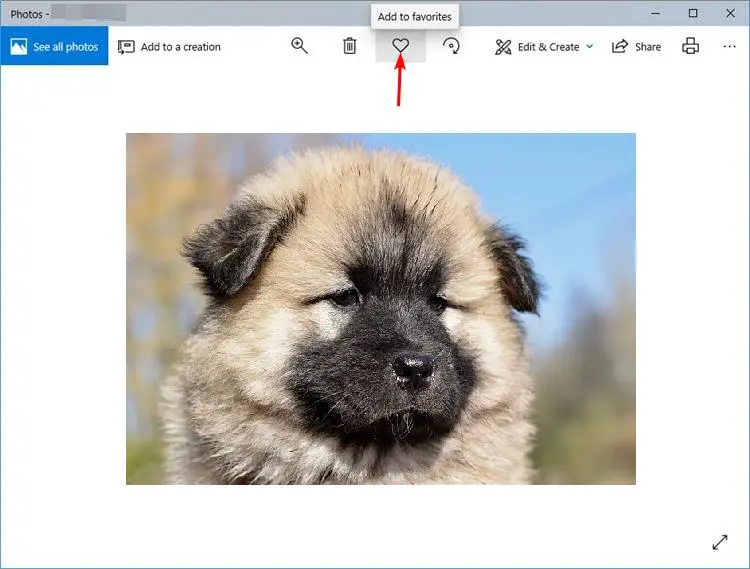 Cómo ordenar fotos por favoritos en Windows 10 y 11